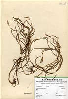 藏品(銳葉石松)的圖片